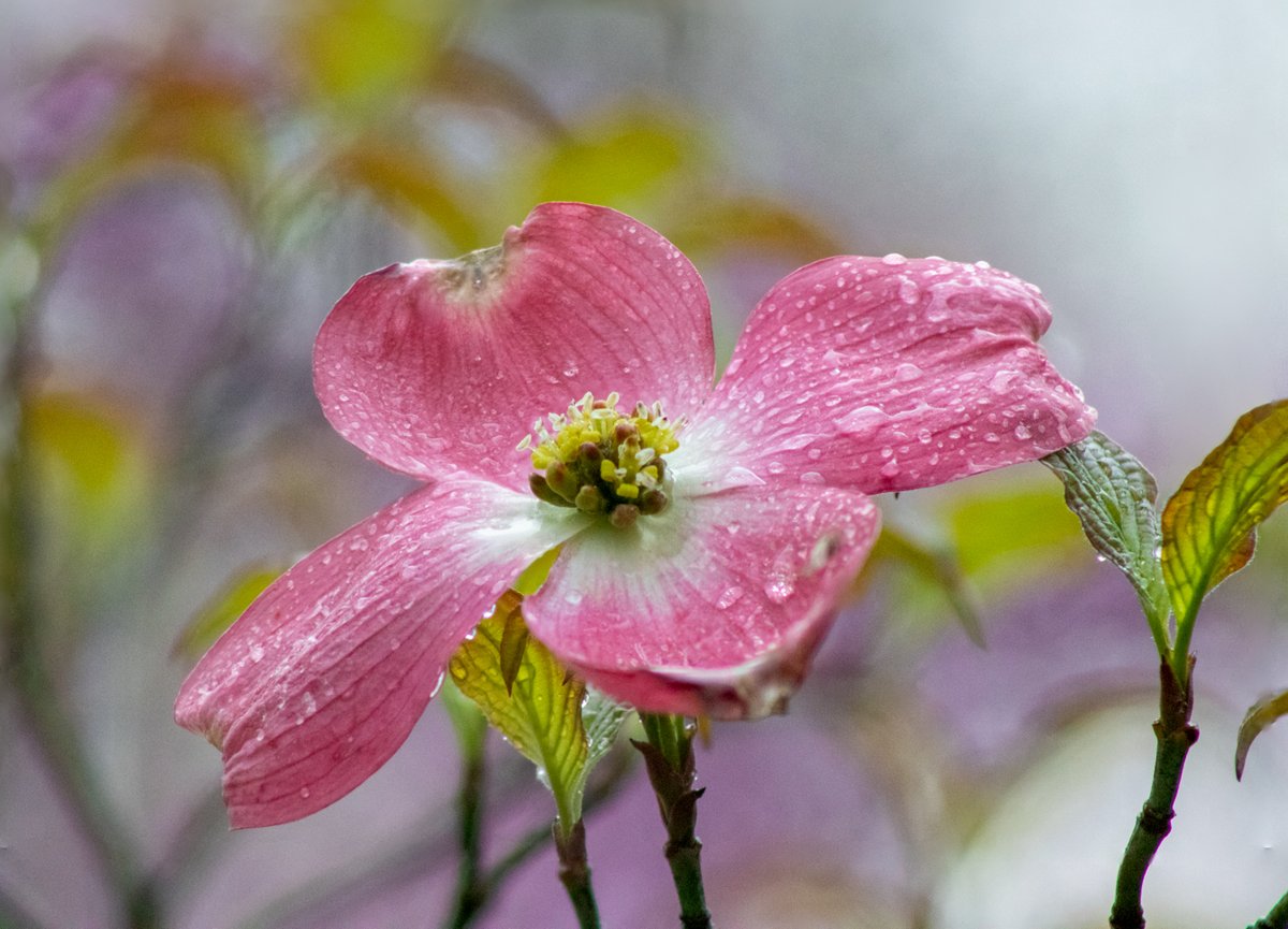 Pink dogwood flowers
