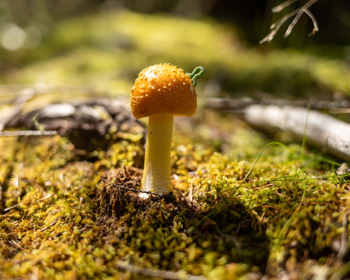 Small orange mushroom on moss