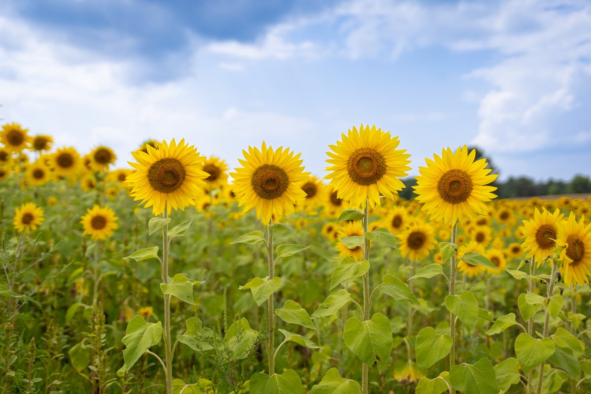 Sunflower field