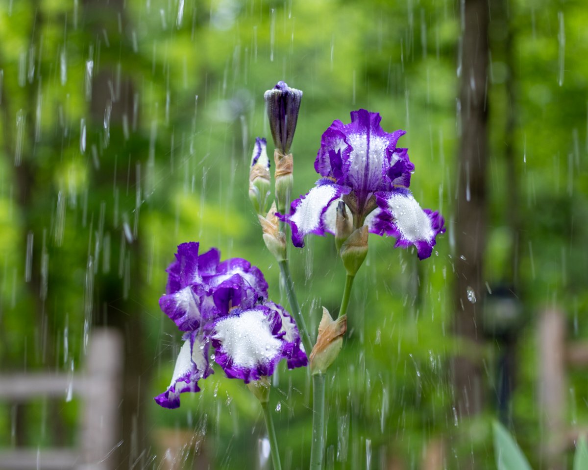 Purple irises in the rain