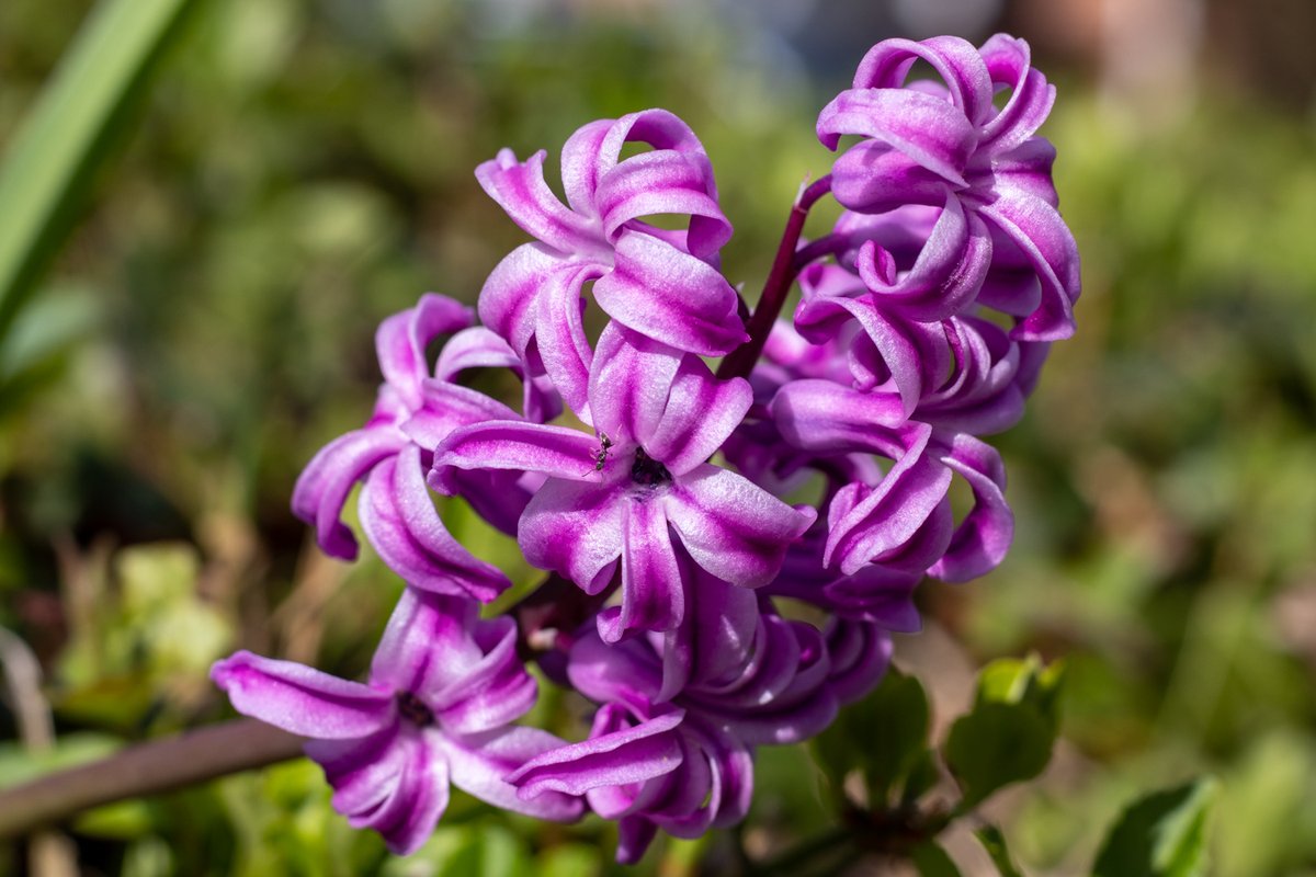 Purple hyacinth flowers