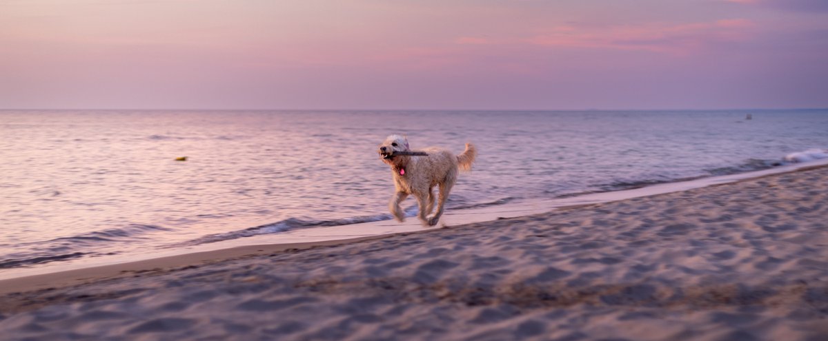 Dog running on the beach at sunset