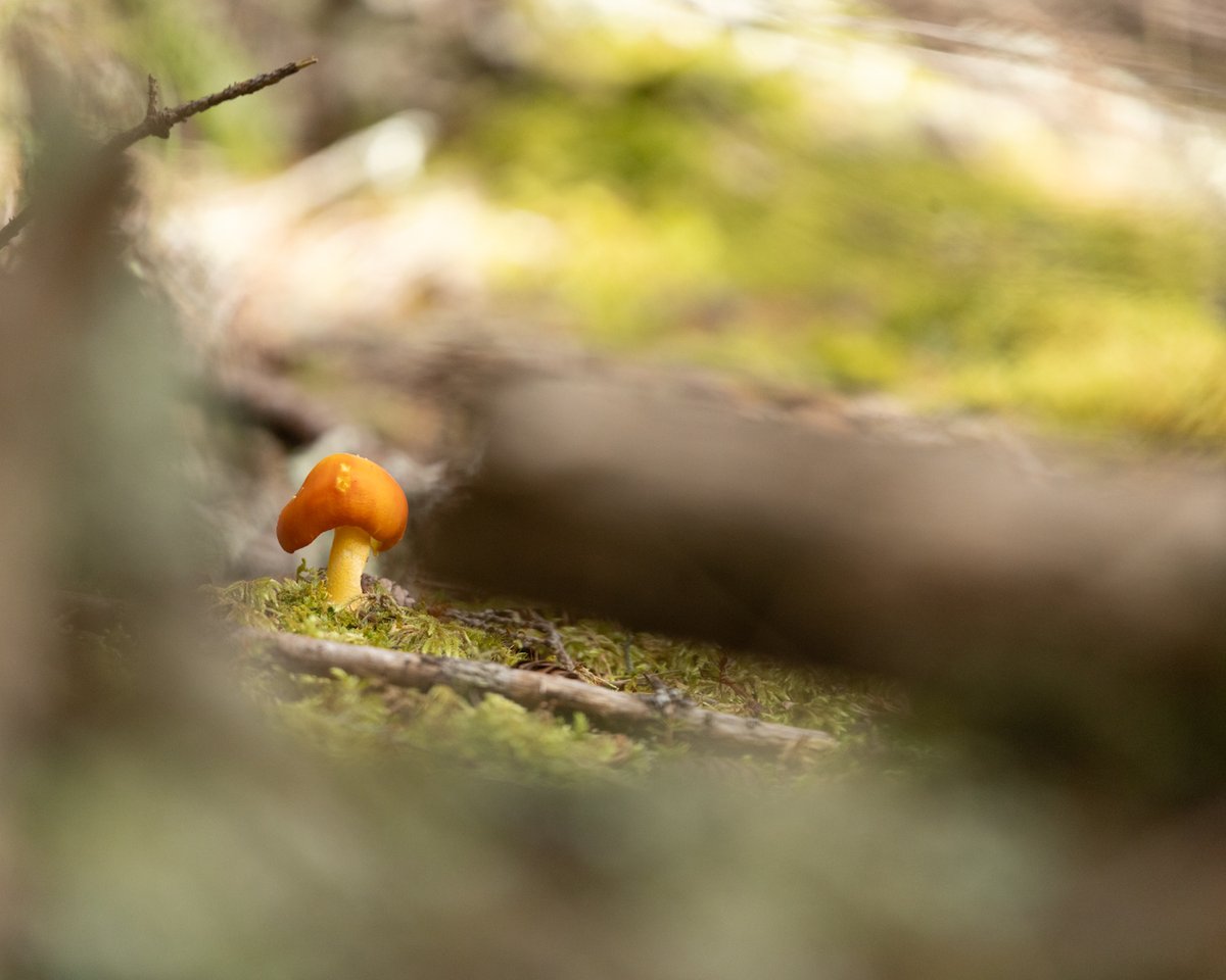 Small mushroom on the forest floor