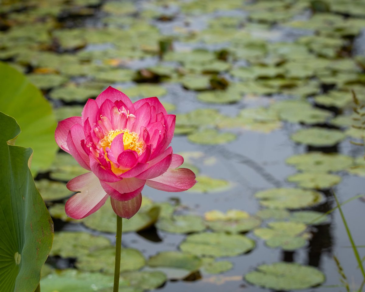 Lotus flower in a pond