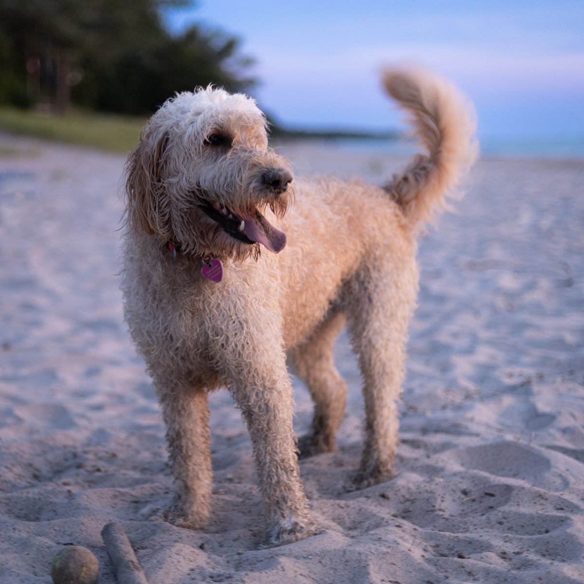 Golden doodle standing on the beach