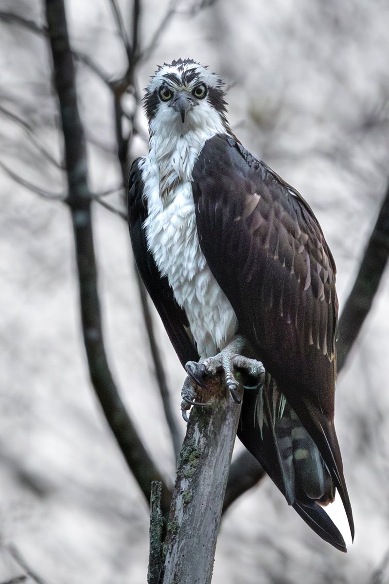 Osprey perched on a post
