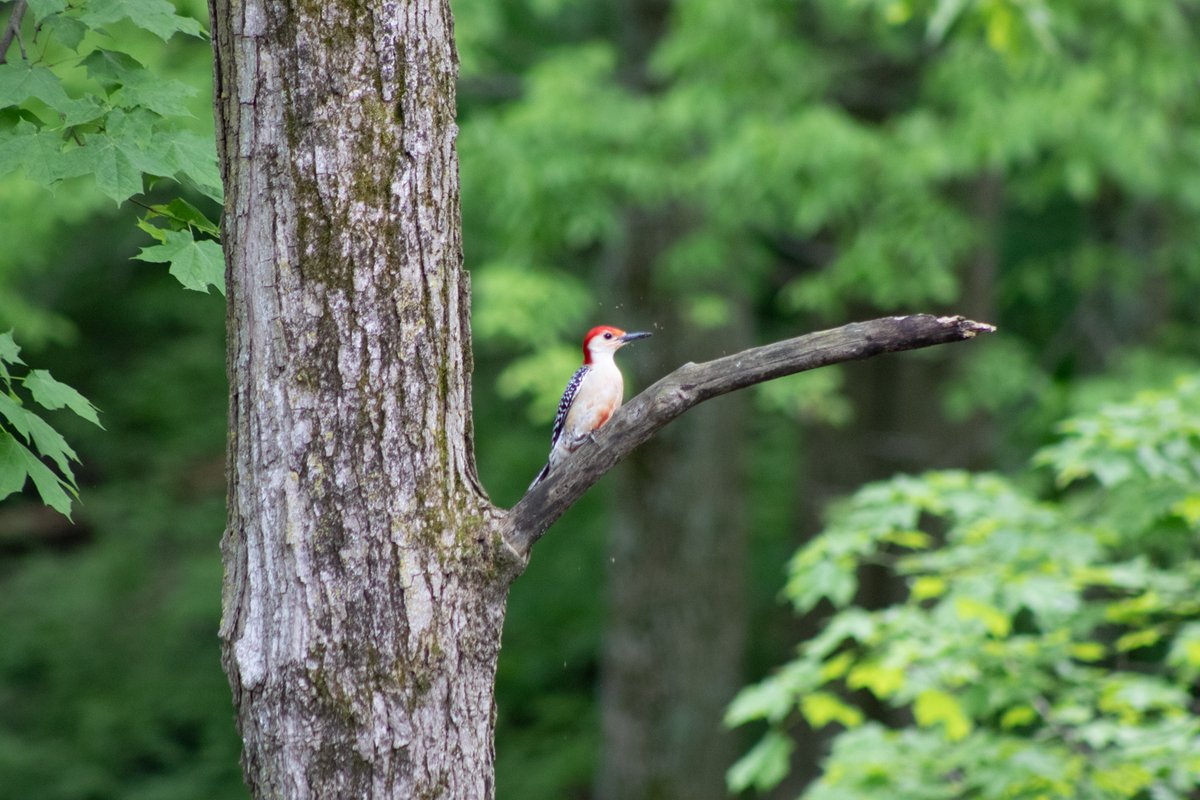 Bird perched on a broken branch stub