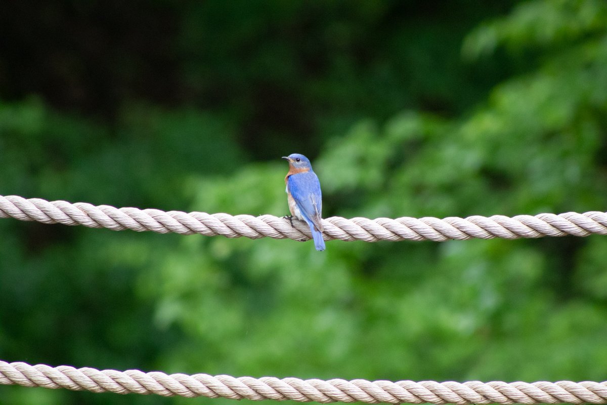 Bluebird perched on a rope