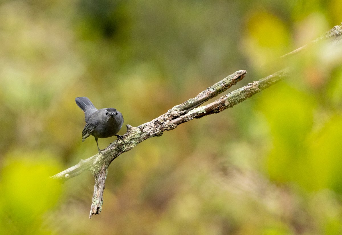 Dark bird perched on a mossy branch
