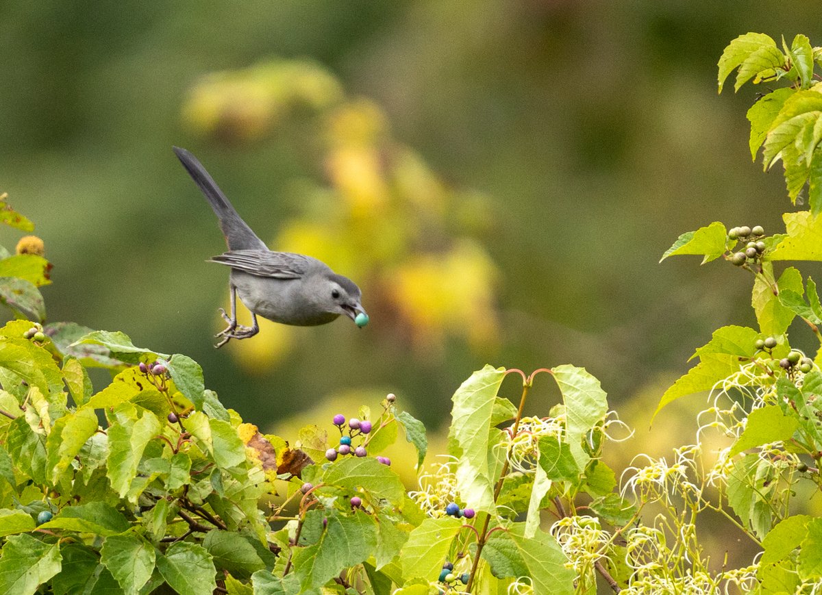Bird among green leaves and berries