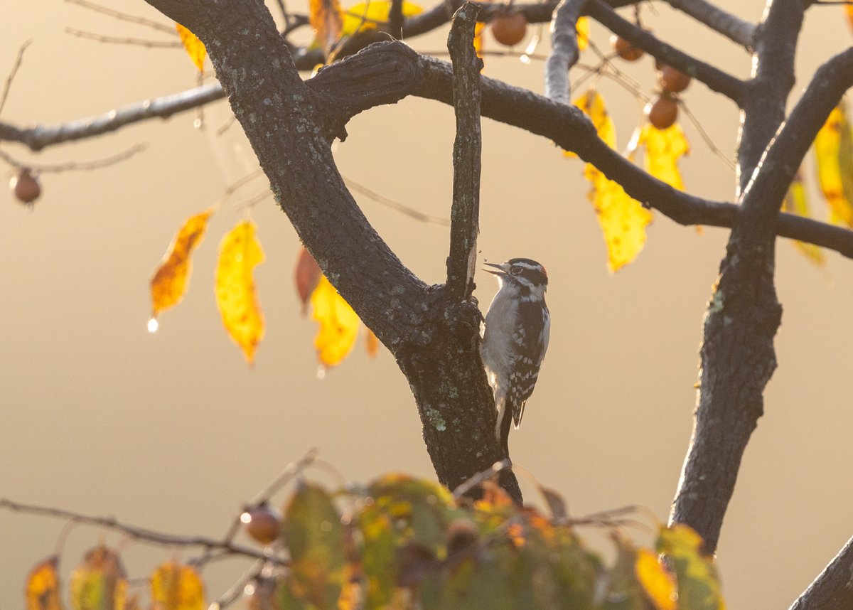 Bird perched among bare branches with autumn leaves