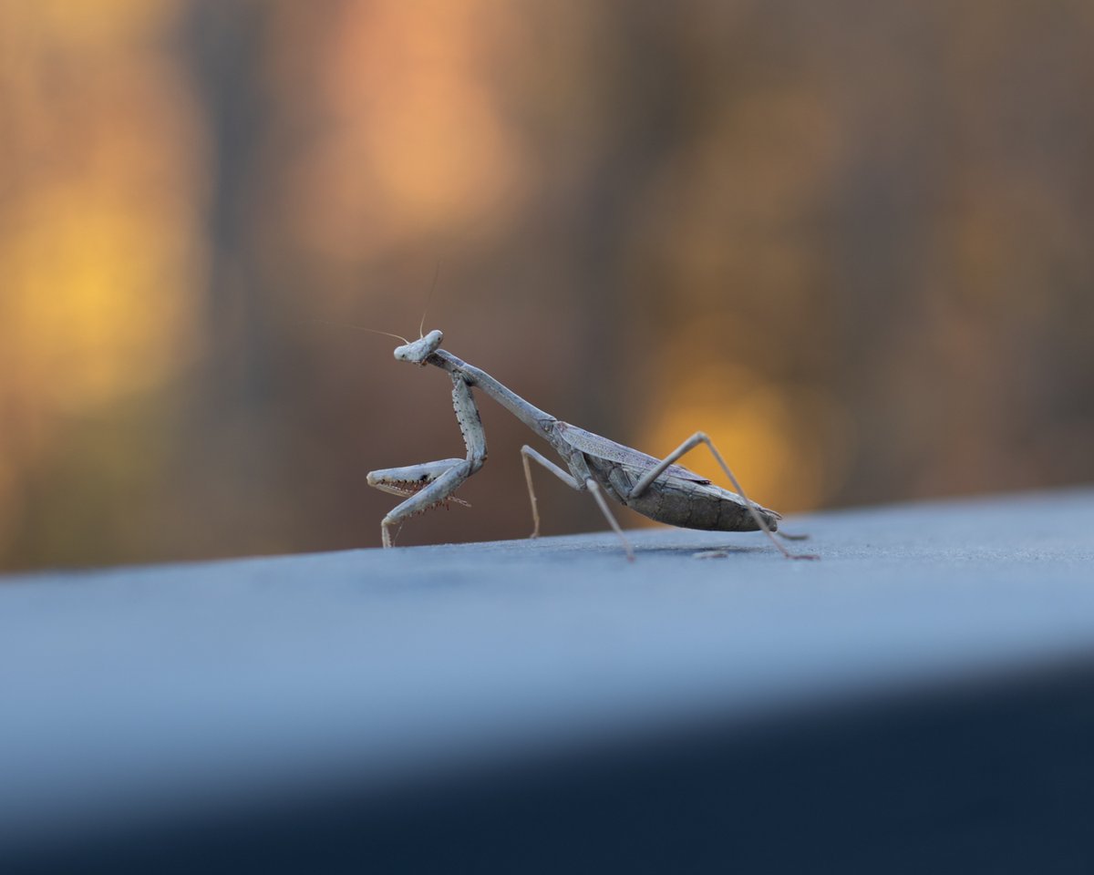 Praying mantis on a railing