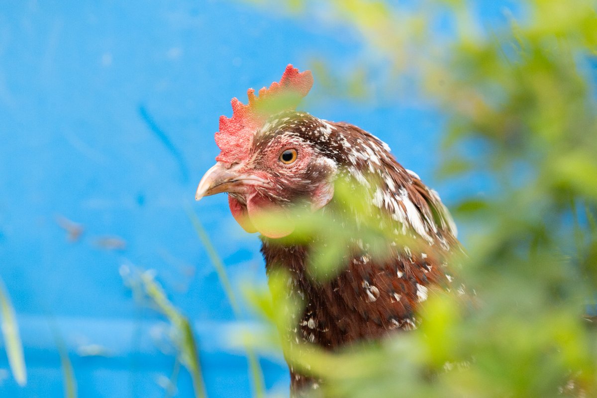 Chicken close-up against a blue background