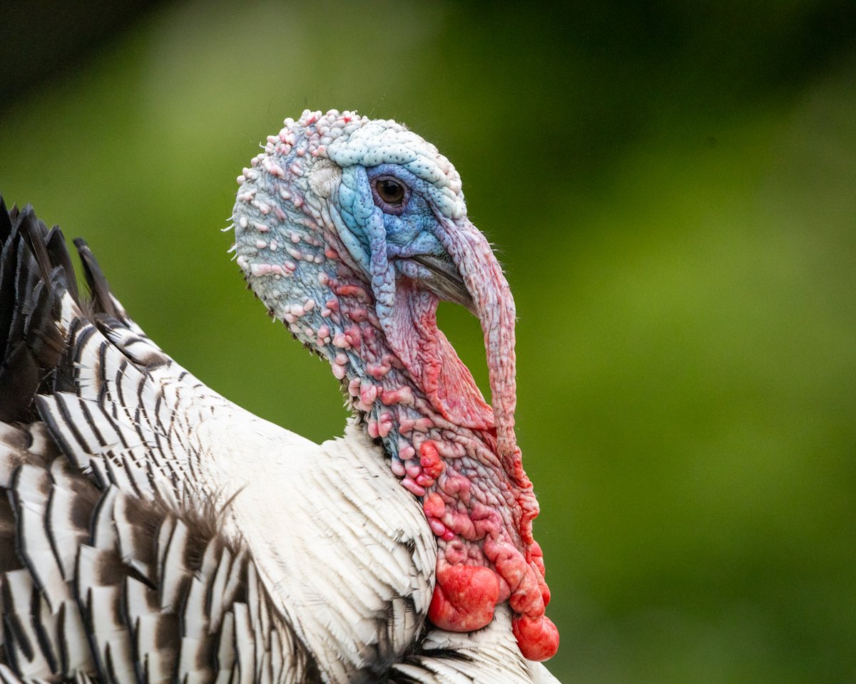 Turkey close-up