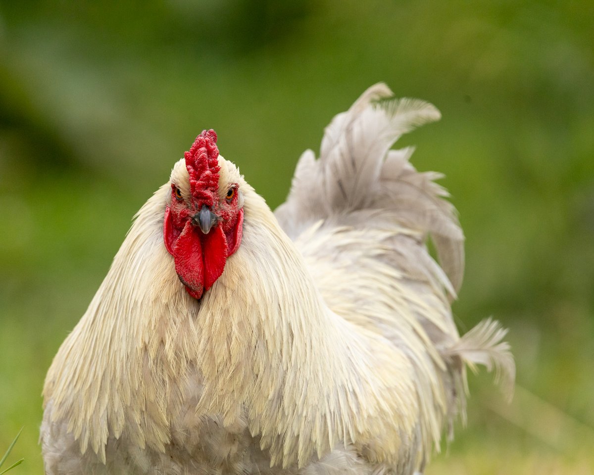 White rooster close-up