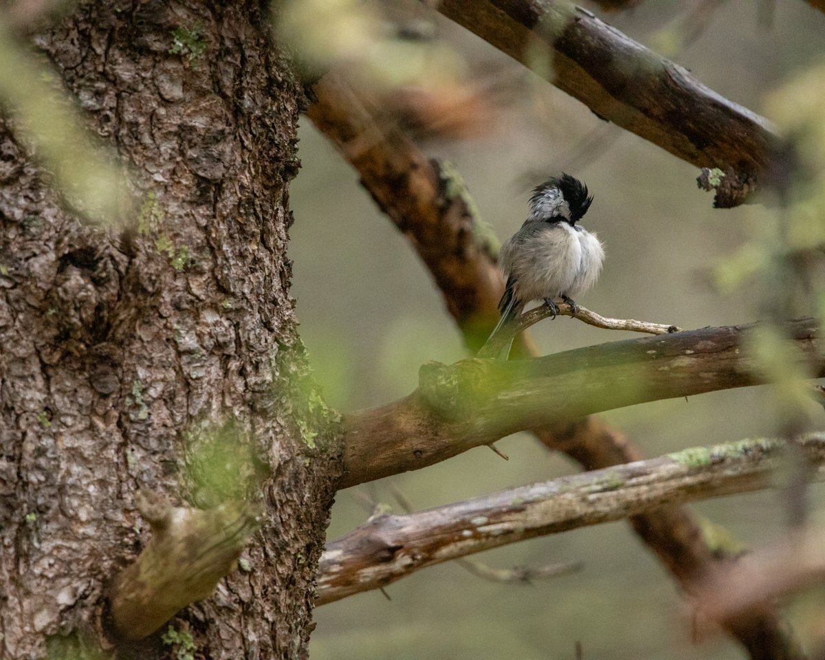 Black-capped chickadee among branches