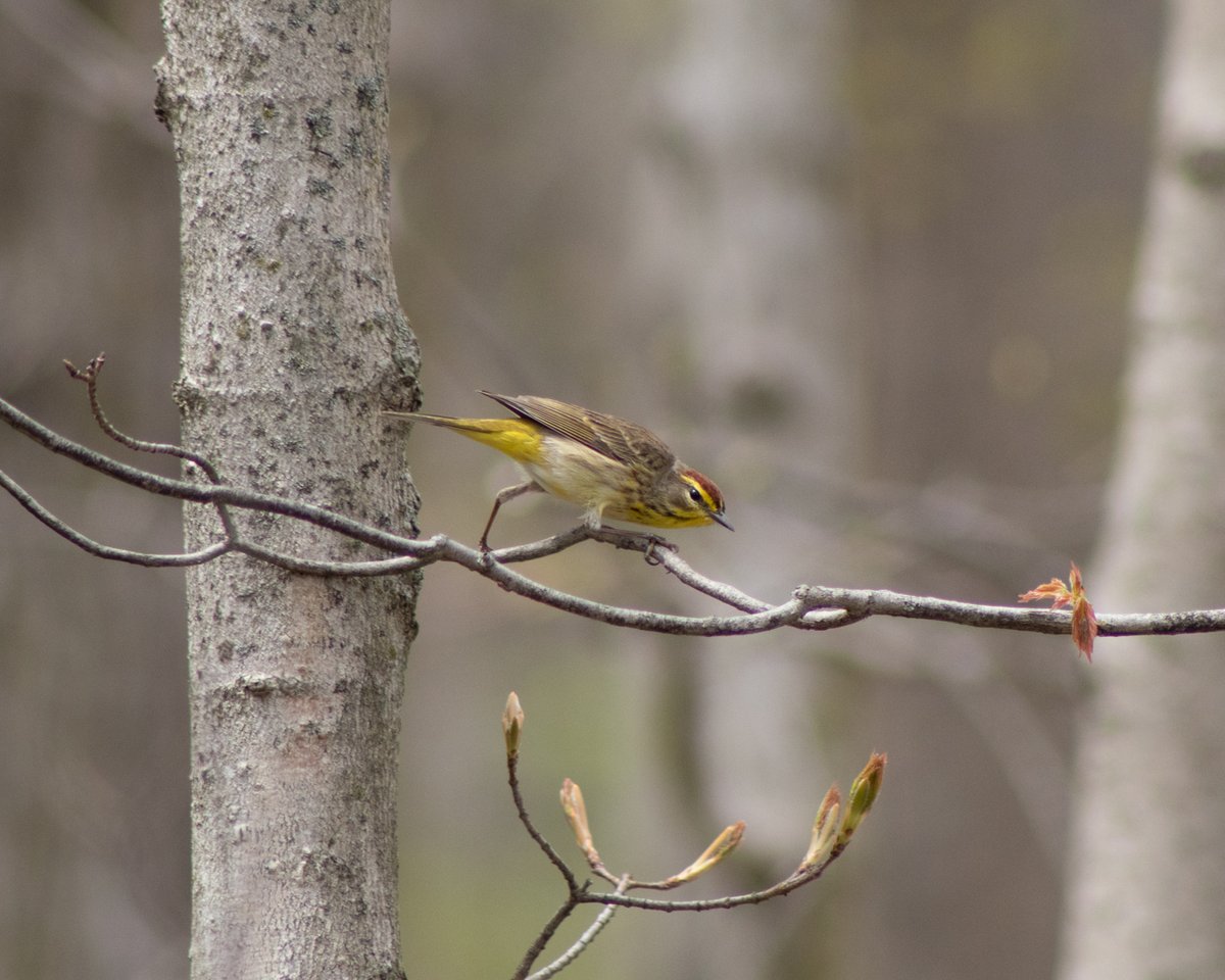 Small bird among bare branches and seed pods