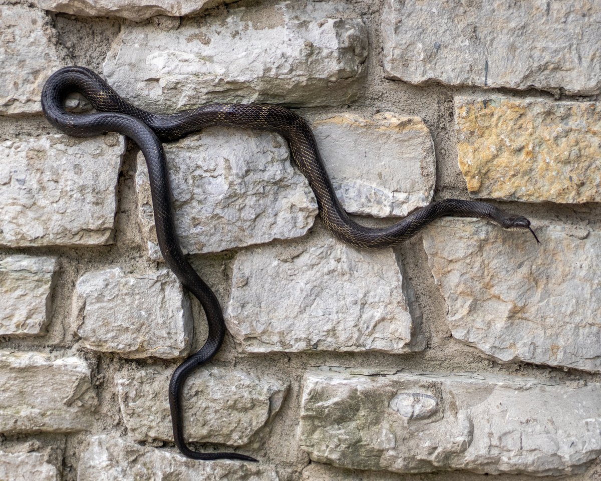 Black snake on a stone wall