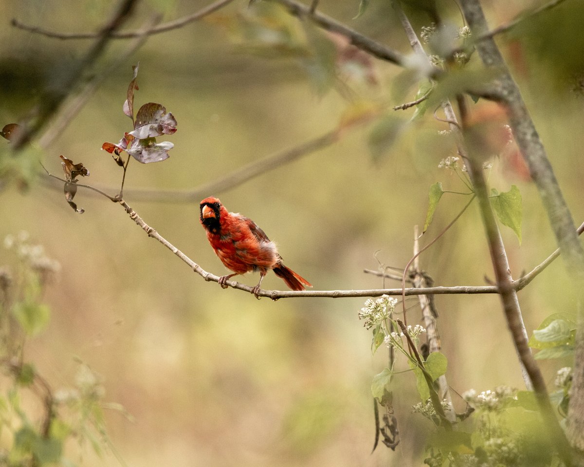 Molting cardinal perched on a branch
