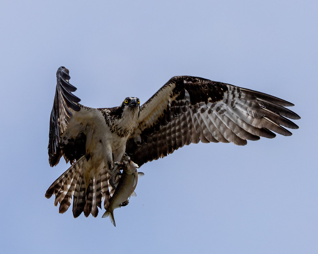 Osprey flying with a freshly caught fish in its talons